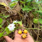 Push Passion Fruit Seeds |Punai Palam Seeds