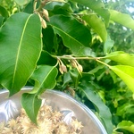 Magilam Seed |Mausari | Mimusops Elengi, Fragrant