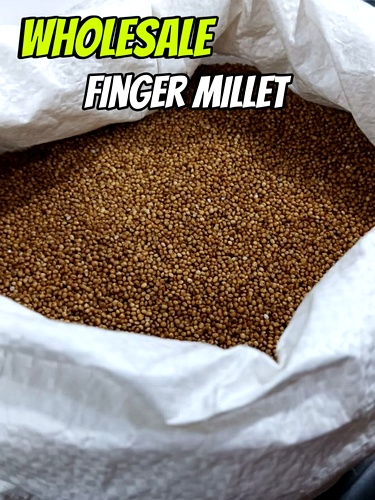 Kelvaragu | Finger Millet | Ragi