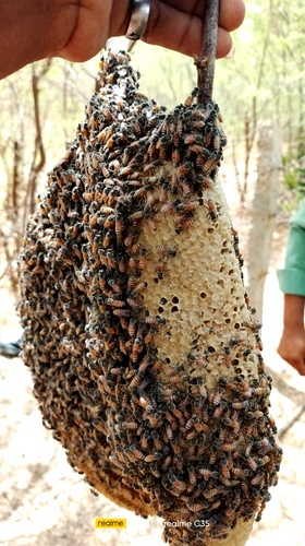 Kombu Honey with Pollen