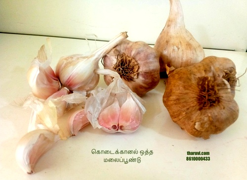 Malai Poondu | Garlic