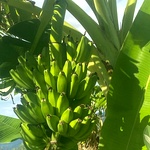 Country Banana Plant / Peyan Nadu / Bajji Banana