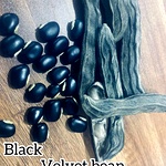 Poonaikali Seeds , Velvet Bean (black)