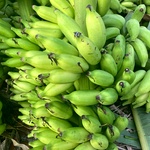Poovan Banana Plant (Rasakathali)