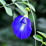 Sangu Poo Blue Seeds