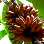 Red Banana Plant | Sevvalai