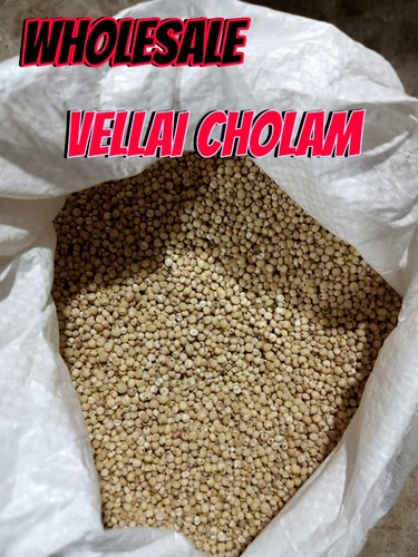 White Corn | Vellai Cholam Wholesale
