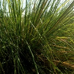 Vetiver Plant Cuttings | Khus Plant | Chrysopogon Zizanioides, Wala