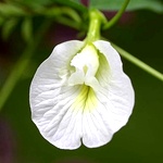 White Sangu Poo Seeds, Butterfly Pea