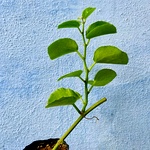 Leaf Pirandai Plant , Pirandai Plant, Leaf Veldt grape
