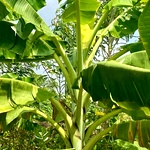 Karpooravalli Banana Plant | Then Vaazhai Honey Banana | Karpooravalli Vaalai