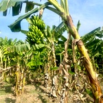 Kathali Banana Plant