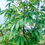 Maravalli Kilangu Plant Cuttings | Kappa Kilangu Tapioca Plant