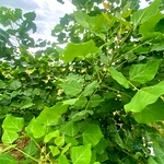 Mullu Murungai Plant Cuttings | Kalyana murungai stems