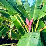 Musa Ornata Plant Flowering Banana Plant