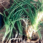 Indian Onion Seeds/ Naatu Vengayam Seed ,  Vengaya Vidhai / Onion Seeds [Raw]