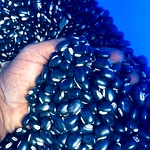 Tharuvi Organic Poonaikali, Mucuna Pruriensn Velvet Bean
