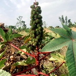 Red Castor Bean Seed, Sivappu Amanakku
