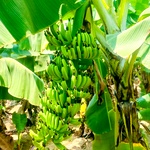 Robusta Banana / Green Banana Plant | Green Morris