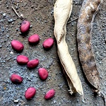 Sword Bean Seeds, Vaal Avarai Seeds