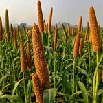 Millets, Flakes & Grains