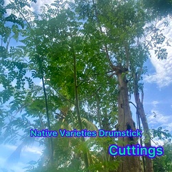 Country (Native) Variety Drumstick Cuttings, Moringa | Murungai Nadu