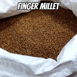 Kelvaragu | Finger Millet | Ragi