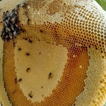 Raw Hill Honey | Malai then | Unprocessed High Polen