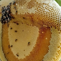 Raw Hill Honey | Malai then | Unprocessed High Polen