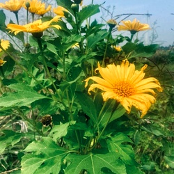 Mexican Sunflower Cuttings| Forest Sunflower