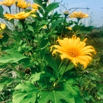 Mexican Sunflower Cuttings| Forest Sunflower