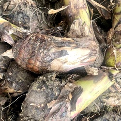 Nendran Banana Plant Sucker | Kerala Chips Banana | Country Variety Rhizome