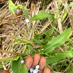 Nerpavalam Seeds, Jobs tears, adlay grains, Vaijeyanti Seed