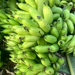 Rasakathali Banana Plant (Dwarf Cavendish bananas sucker)