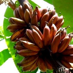 Red Banana Plant Suckers | Sevvalai Easy Grow from sucker
