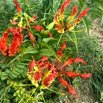 Senganthal Kilangu, Kanvali Poo, Gloriosa superba Tuber, Flame Lily