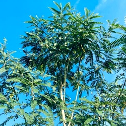 Agathi Seeds, Sesbania Grandiflora