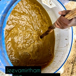 Desi Cow Jeevarmirtham