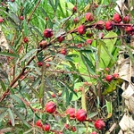 Jam Pulichakeerai Red, Roselle Seed