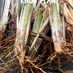 Vetiver Plant, Khus Plant, Chrysopogon Zizanioides, Wala