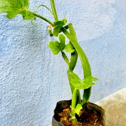 Muppirandai Plant , Cissus quadrangularis, 3 face pirandai