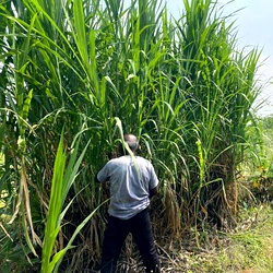 மக்காச்சோள நேப்பியர் கட்டை Makkacholam Napier Cuttings, Maize Cross Napier Stems