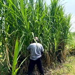 மக்காச்சோள நேப்பியர் கட்டை Makkacholam Napier Cuttings, Maize Cross Napier Stems