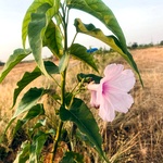 Neyveli Kattamanakku Plant Cuttings, Ipomoea carnea, the pink morning glory
