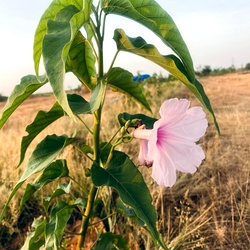 Neyveli Kattamanakku Plant Cuttings, Ipomoea carnea, the pink morning glory