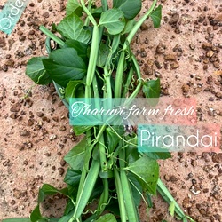 Fresh Pirandai Adamant Creeper, and Veldt Grape, Hadjod / பிரண்டை