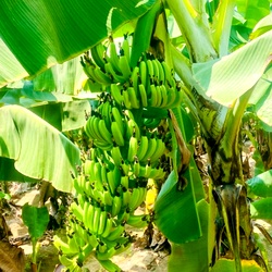 Robusta Banana / Green Banana Plant | Green Morris, Banana Sucker