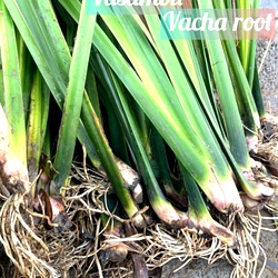Vasambu, Vacha Root, Sweet Flag  Acorus Calamus Plant