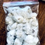 Desi Maraparuthi Cotton | Traditional Herbal Cotton for Wellness , Rituals