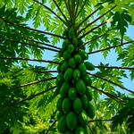 Native Papaya Seeds , Nattu Pappali Seeds, Country Variety